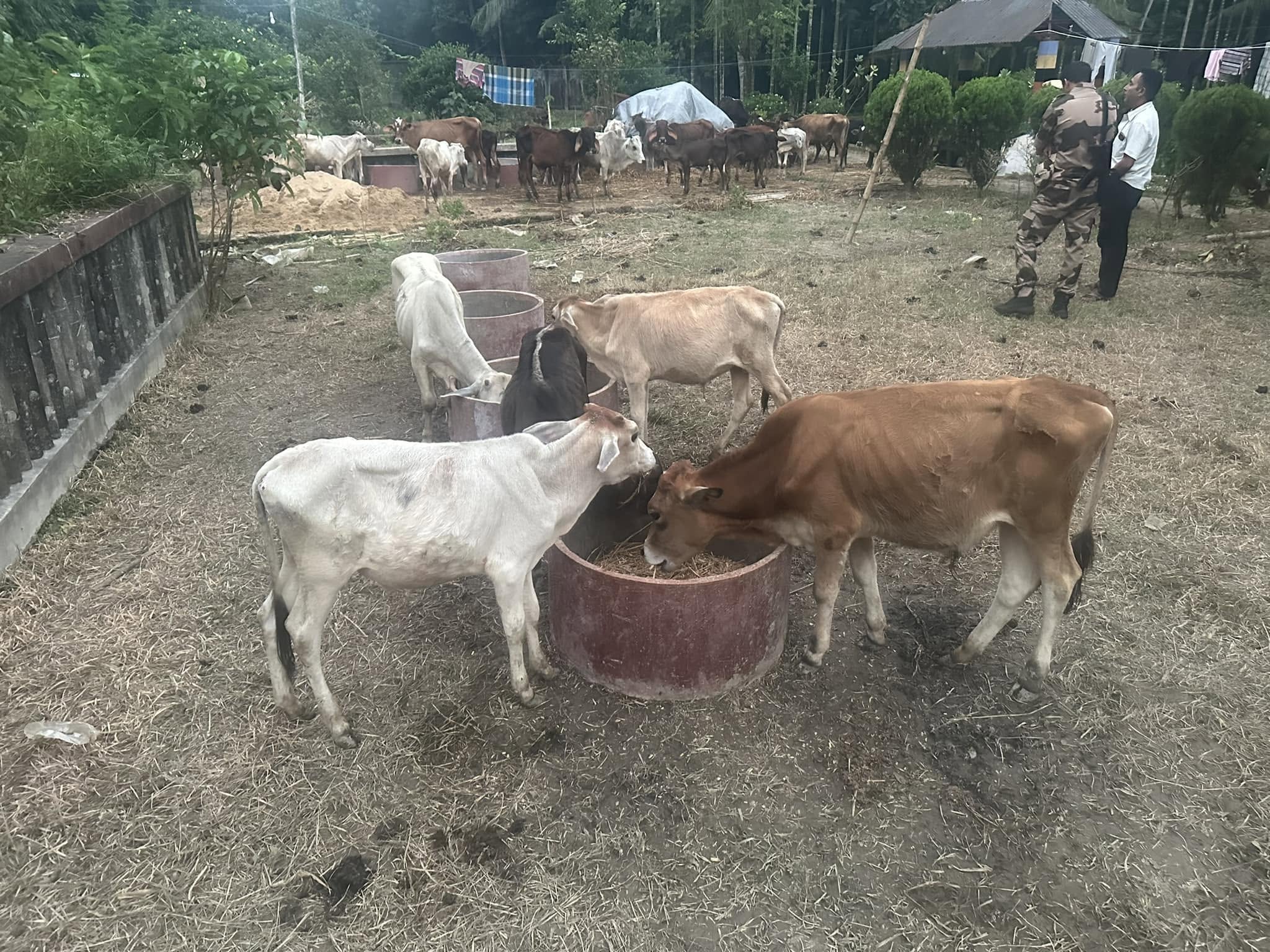 SinghaBahini Gau Seva